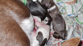 Chihuahua dog giving birth and one needed help getting out brand new puppies [upl. by Delogu156]