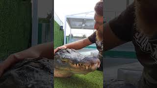 Snaggletooth the Rescued Alligator Getting Affection from Snakeahokic at Everglades Holiday Park [upl. by Ecraep]