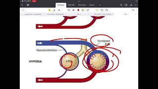 Respiratory physiology 8 [upl. by Leina]