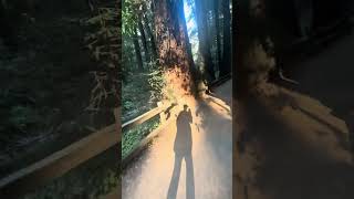 Walking in Muir Woods [upl. by Spaulding]