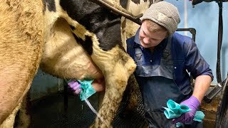 WE ARE DOING IT  MILKING COWS [upl. by Healion]