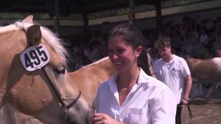 6 Haflinger Weltausstellung in EbbsTirol [upl. by Boice]