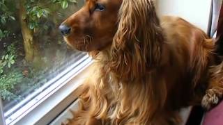 Cocker Spaniel Guard Dog [upl. by Lambrecht]