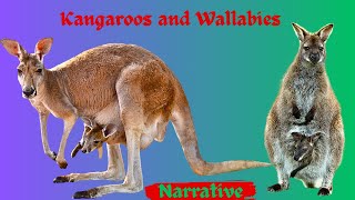 Kangaroos amp Wallabies  Some Fascinating FactsNarrative [upl. by Sreip]