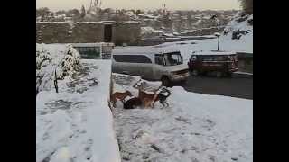 Pack of dogs KamyanetsPodilskiy Ukraine [upl. by Neleh]