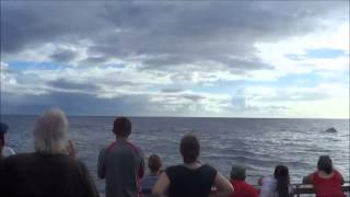 Whale Watch from Maalaea Harbor Maui [upl. by Anaidni84]