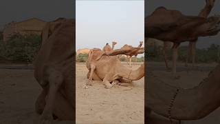 Camels meeting time animals camel sorts [upl. by Nonek]