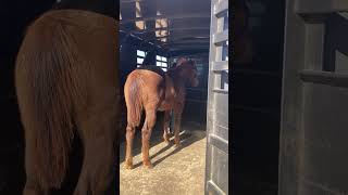 Loading an AQHA weanling in the horse trailer [upl. by Navek]