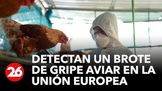 Detectan un brote de gripe aviar en la Unión Europea [upl. by Kinch]