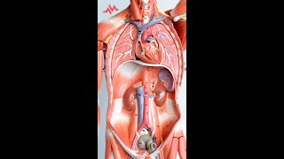 Abdominal Anatomy  Retroperitoneal Organs  Shorts [upl. by Beeck]