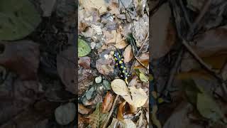 Salamandre de foc 😍 viralvideo animals documentary salamander amphibian cute cool animal [upl. by Ennirok329]