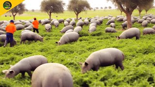 Black Pig Farming in Forest  World Most Expensive Ham  Black Pig Jamón Ibérico Processing Factory [upl. by Lordan]