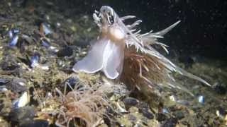 Giant Nudibranch vs Tube Anemone [upl. by Remled383]