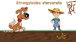 شرح Strongyloides stercoralis [upl. by Ile605]