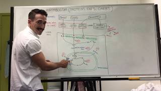 Carbohydrate Protein and Fat Metabolism  Metabolism [upl. by Manfred526]