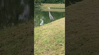 Great Blue Heron [upl. by Ralina]