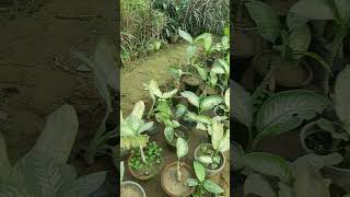 Dieffenbachia plant  less care plant  poisonous for animal and children [upl. by Ryhpez]