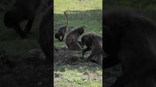 Gelada Baboons at Howletts gelada baboon howletts animals wildlife zoo daysout shorts [upl. by Maharba]