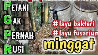 Cara membuat PGPR dari akar bambu yang benar ✅ [upl. by Iveksarap]