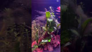 A algas estão crescendo 😱 aquários aquarium aquarismoparatodos aquario peixe aquariolowtech [upl. by Lemieux229]