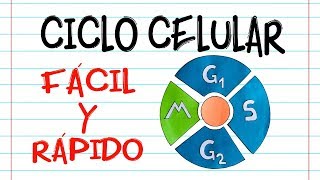 🌐 CICLO CELULAR 🔬 Fácil y Rápido  BIOLOGÍA [upl. by Maurreen969]