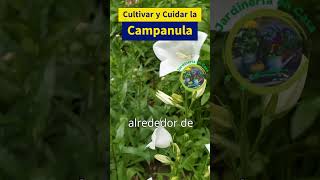 Guía Completa para Cultivar y Cuidar la Campanula Medium [upl. by Aramen]