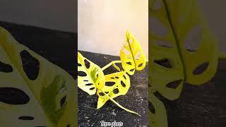 Adansonii aurea variegated cutting time🍃🥰🥰 world best rare plant monsteraplant nature plants [upl. by Laeno142]