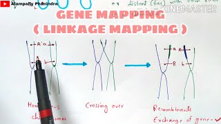 Gene mapping  Linkage mapping and Physical mapping  Part  1  Bio science [upl. by Ertsevlis]