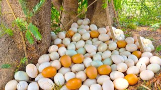 wow wow wow  pick a lot of duck eggs under tree near the pond at field by hand a farmer [upl. by Becka]