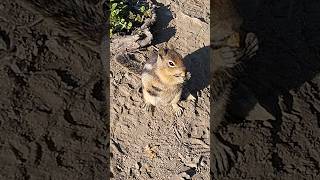 Chipmunk eating granola bar at Tolmie Peak  Mount Rainier Washington [upl. by Nylime370]