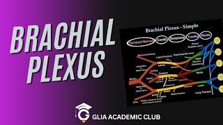 BRACHIAL PLEXUS Part1 [upl. by Arde775]