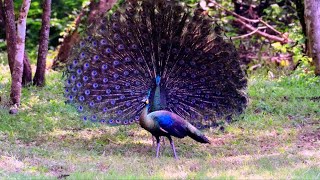 Green peafowl native of Southeast Asia the embodiment of consciousness in the natural world [upl. by Wandis]