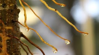 How to grow Aerial Roots Ficus Bonsai July 2015 [upl. by Aihsotal]