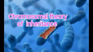 Chromosomal theory of inheritance part1Class12 Botanyin Tamil [upl. by Ayifas682]