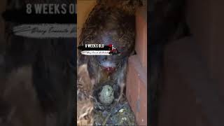 QUAILS HATCHING  THE WHOLE PROCESS FROM HATCH UNTIL START LAYING EGG Shorts [upl. by Ynafetse]