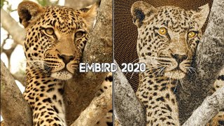 Embird 2020  Embird Embroidery Software [upl. by Gael116]