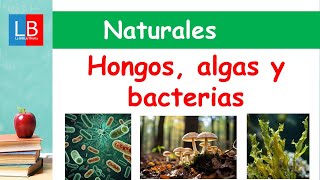 HONGOS ALGAS y BACTERIAS para niños ✔👩‍🏫 PRIMARIA [upl. by Harac]