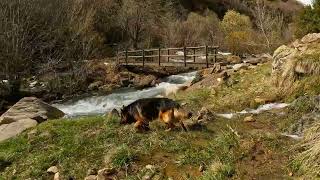 Siguiendo las Huellas de Max Un Paseo Sereno por el Valle de Castanesa y el Río Baliera [upl. by Nirrat869]