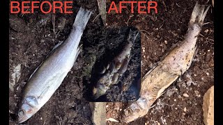 4K Timelapse Fish Eaten by Slugs Maggots amp Squirrel  5 Nights amp 1 Day in 12 Minutes [upl. by Sugihara]