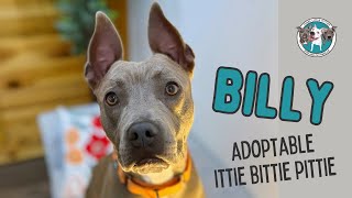 Meet Billy the adoptable bateared ittie bittie pittie [upl. by Rehoptsirhc]