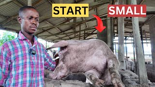 Unlocking the Secrets to Starting a SmallScale Pig Farm in Nigeria [upl. by Anniram162]