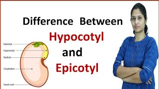 Difference between Hypocotyl and Epicotyl [upl. by Jacquenetta859]