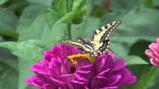 Le Machaon papillon et le Zinnia fleur [upl. by Eidnil]