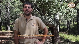 Temporada de Setas en la Serranía de Ronda I  Jornada Micológica con Micogest [upl. by Norrehs]