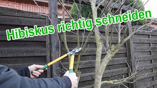 Hibiskus richtig schneiden wann wie wieviel – Gartenhibiskus Rückschnitt Erhaltungsschnitt [upl. by Ingunna]