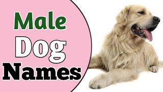 Top 30 Best MALE Dog Names Ideas 2021  Unique amp Cute Boy Dog Names  NamoLozy [upl. by Johnette]