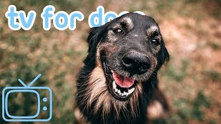 TV for Dogs 8 HOURS of Fun Entertainment for Bored Dogs  Music NEW [upl. by Anelat]