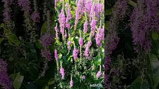 Lythrum Salicaria Plant Purple Loosestrife botanic lythrum plant flowers βότανο salicaria [upl. by Annayk]