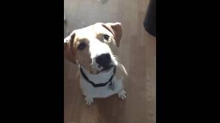 Dog eating whip cream slow motion funny [upl. by Ybroc229]