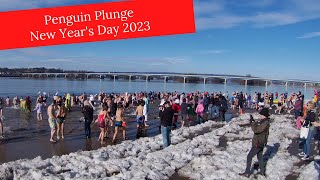 Penguin Plunge 2023 [upl. by Deloria470]